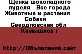 Щенки шоколадного пуделя - Все города Животные и растения » Собаки   . Свердловская обл.,Камышлов г.